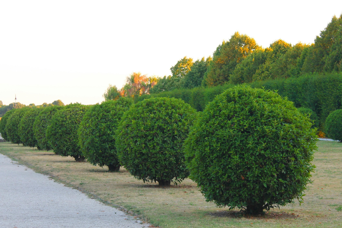 Row of round, neatly trimmed green shrubs along a pathway