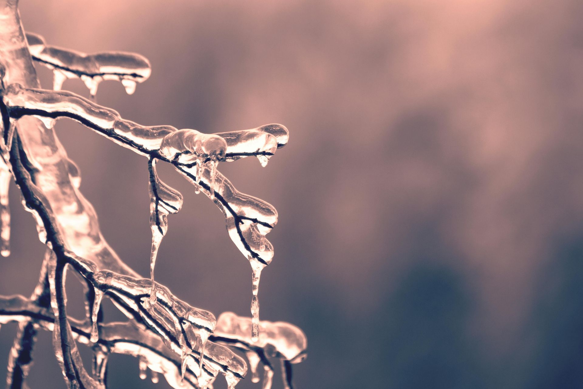 Ice covered tree branches on a cold winter day