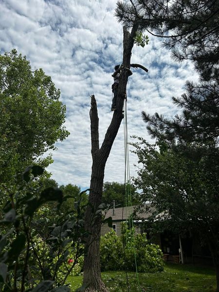 Partially trimmed tree against a cloudy sky, surrounded by green foliage.
