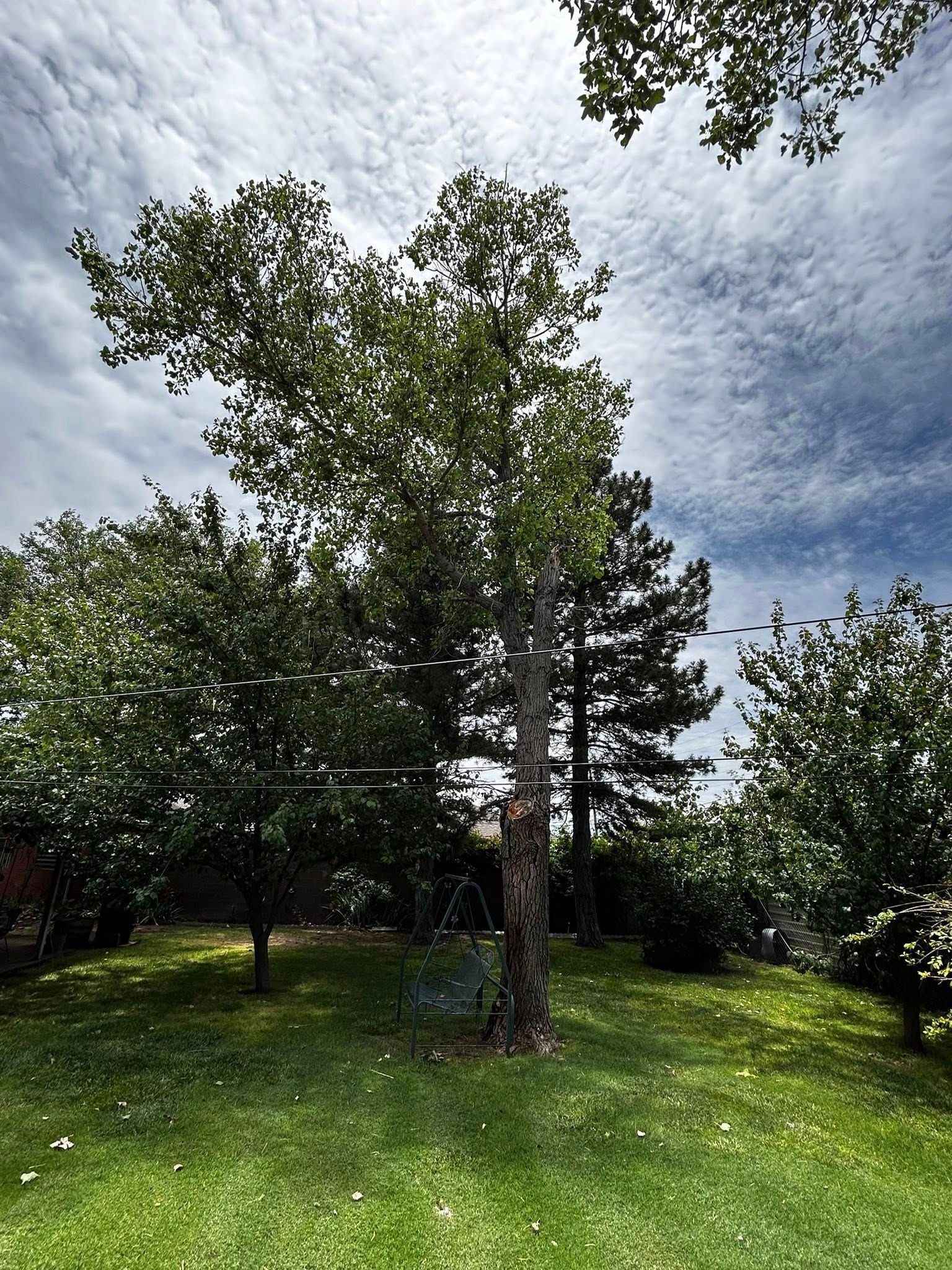 Trees in a grassy yard under a cloudy sky.