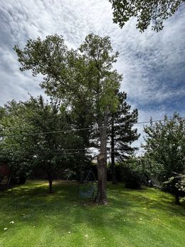 Green lawn with trees under a cloudy sky. Sunlight on a tall, slender tree.