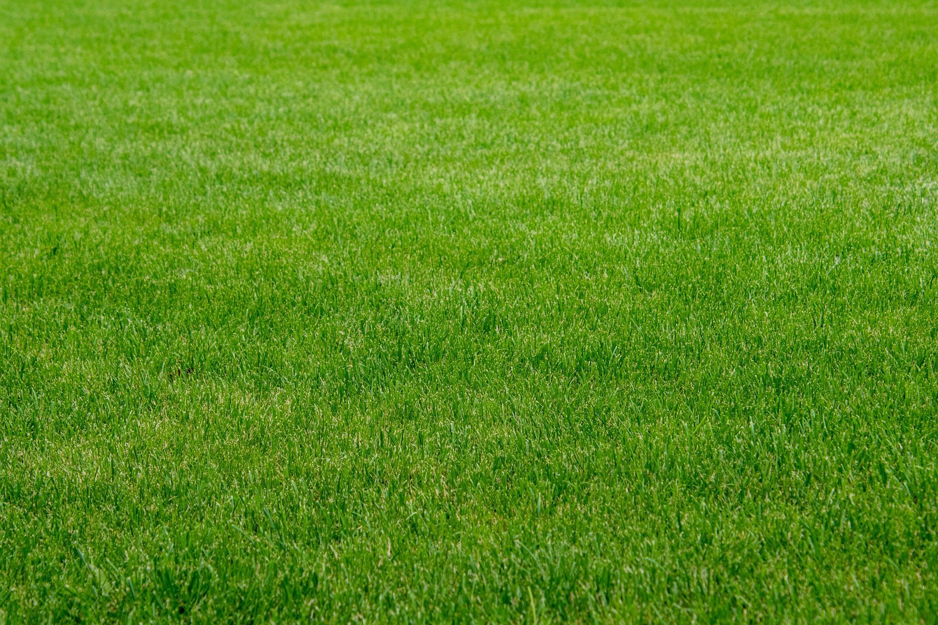 Lush green grass, close-up view of a well-maintained lawn.