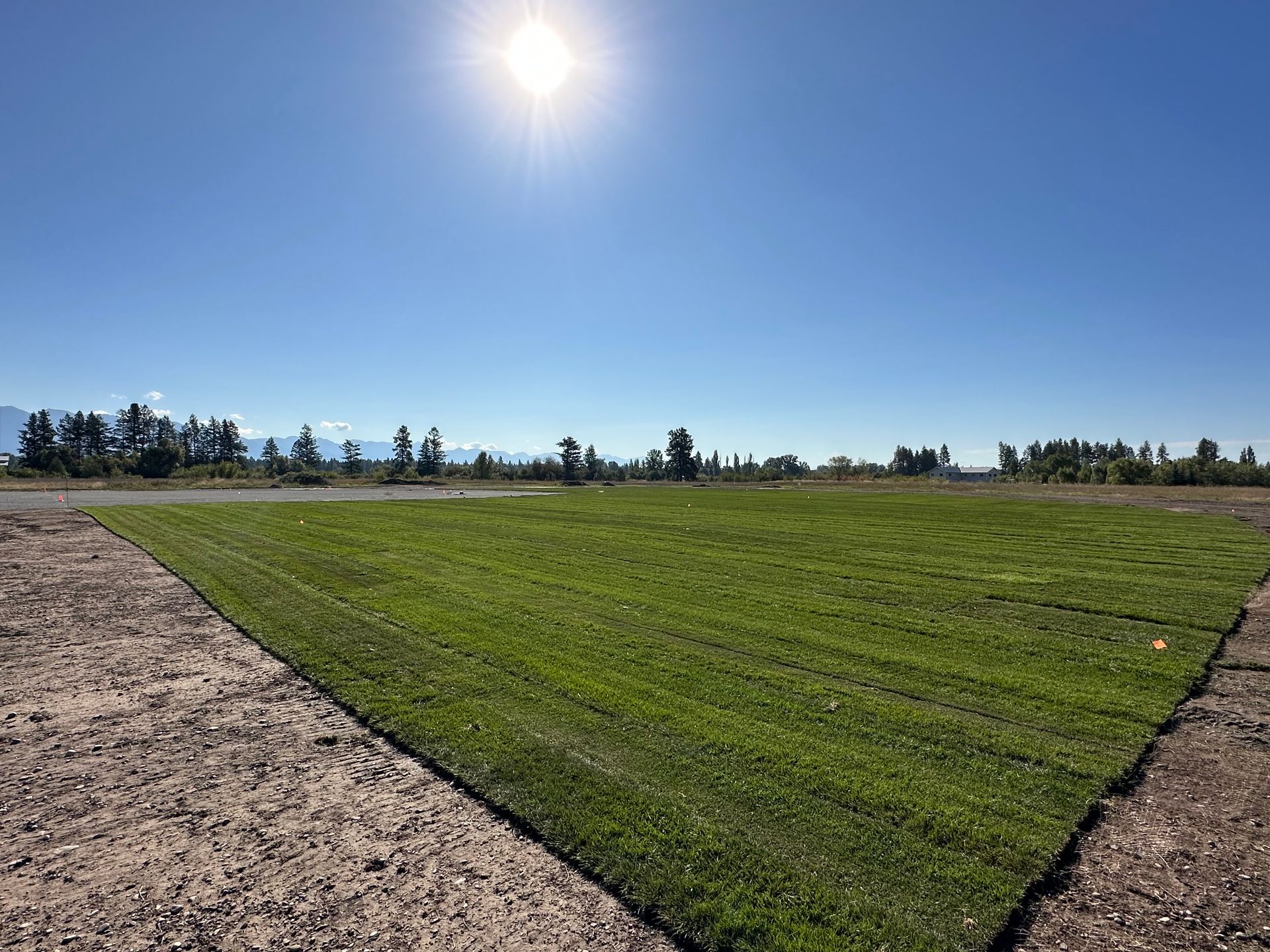 The sun is shining brightly over a field of grass.
