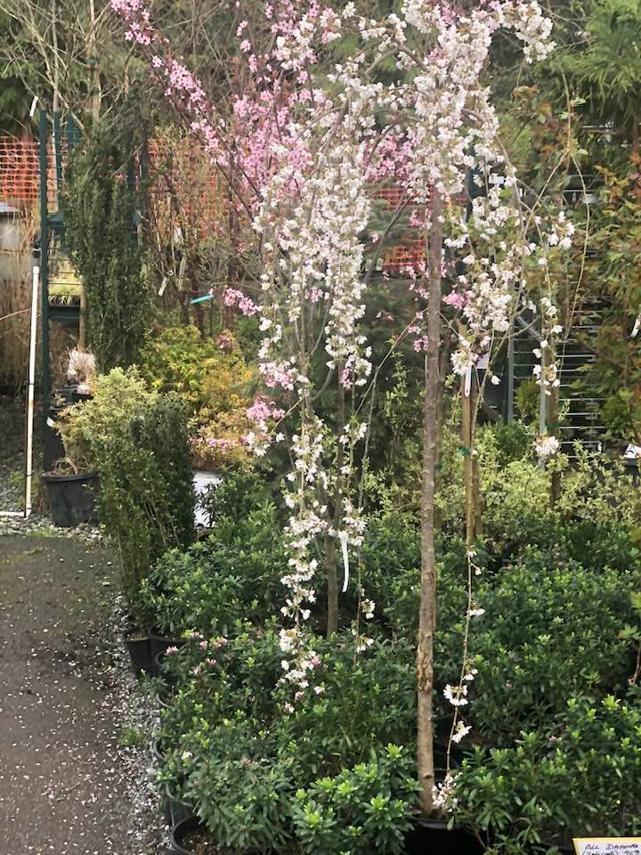 A tree with pink and white flowers is in a garden.