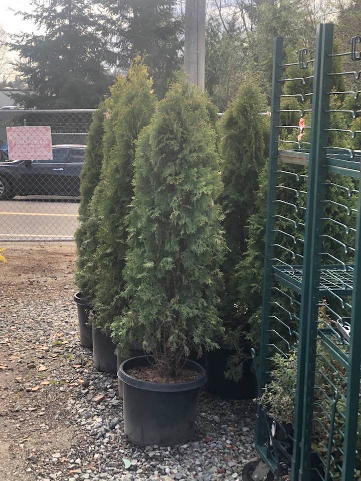A bunch of potted trees are lined up next to a fence