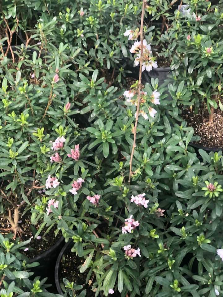 A bunch of potted plants with pink and white flowers.