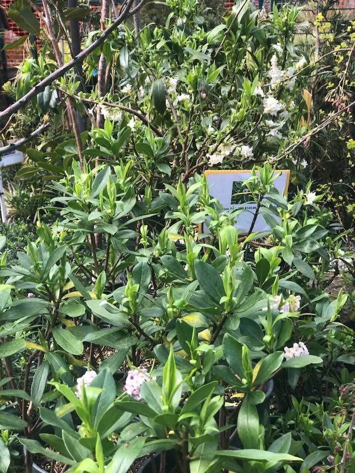 A bunch of plants are growing in a garden with a sign in the background.