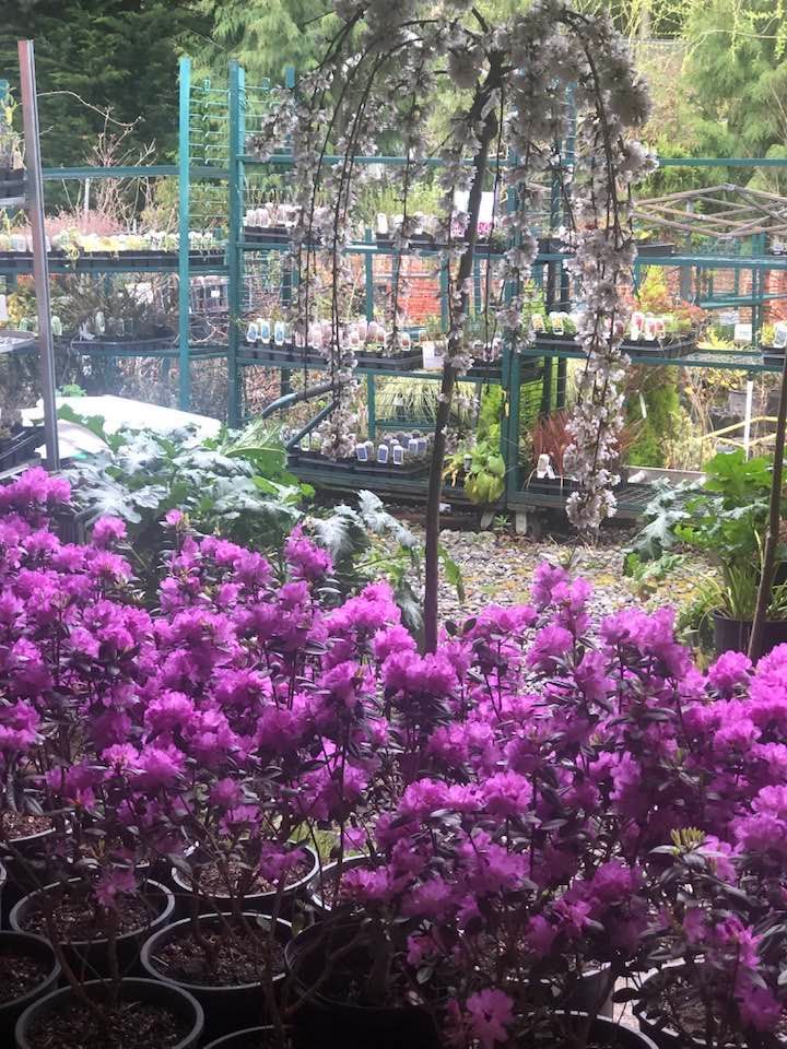 A bunch of purple flowers in pots in a garden