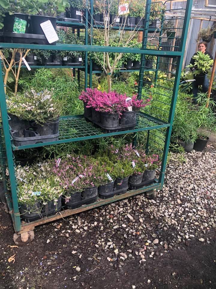 A green shelf filled with potted plants in a garden center.