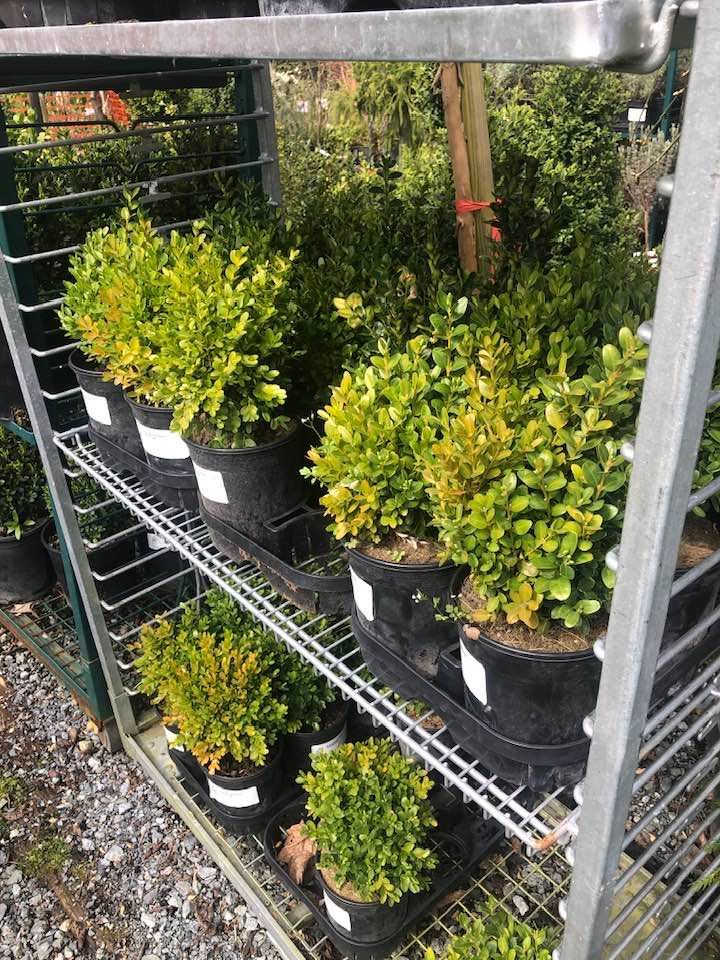 A shelf filled with potted plants in a garden center.