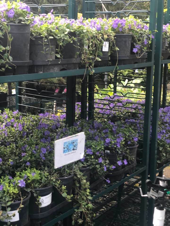 A display of purple flowers in pots in a garden center