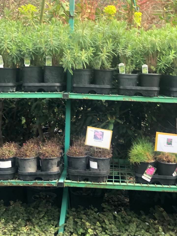 A bunch of potted plants are sitting on a green shelf.