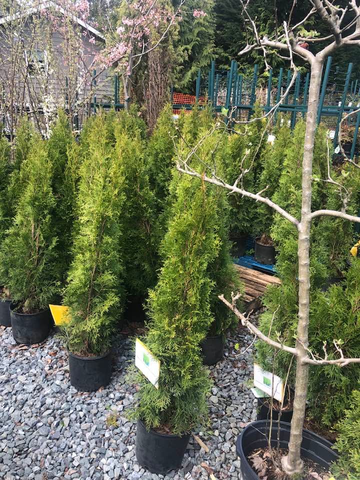 A bunch of trees in pots are sitting on top of gravel.