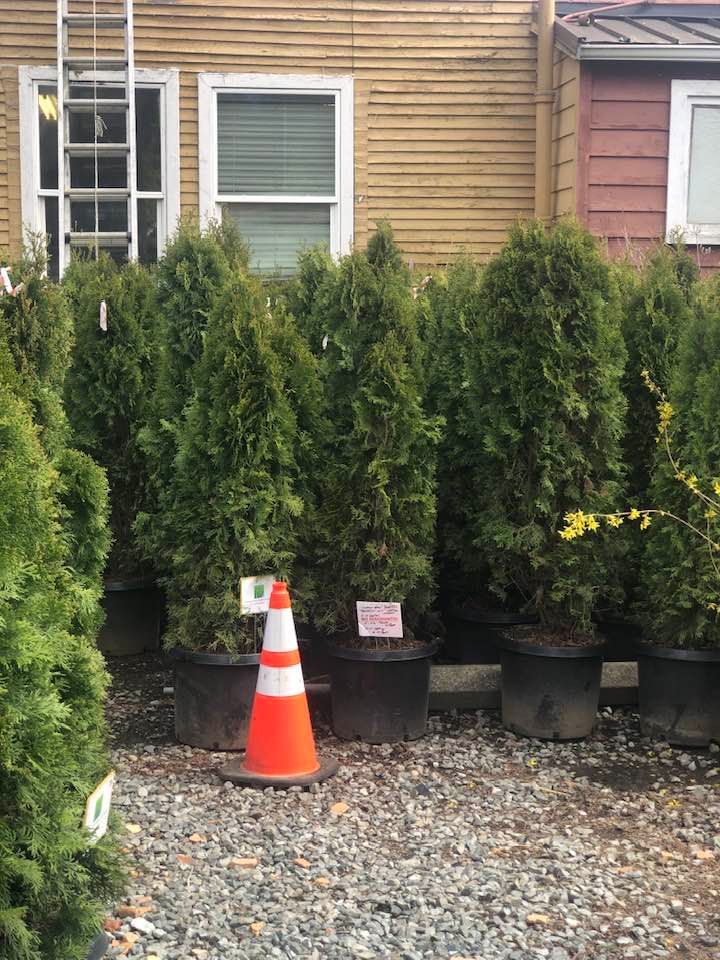 A row of trees in pots with a traffic cone in front of a house.