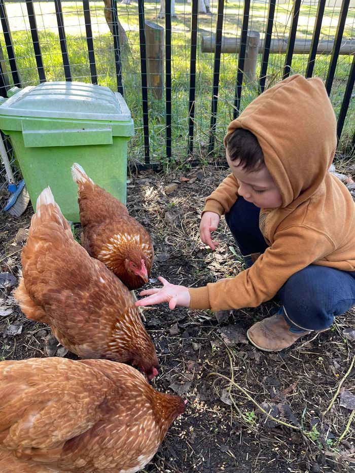 Little Boy Feeding Chicken — Macarthur, ACT — TeddyBears Childcare Centre