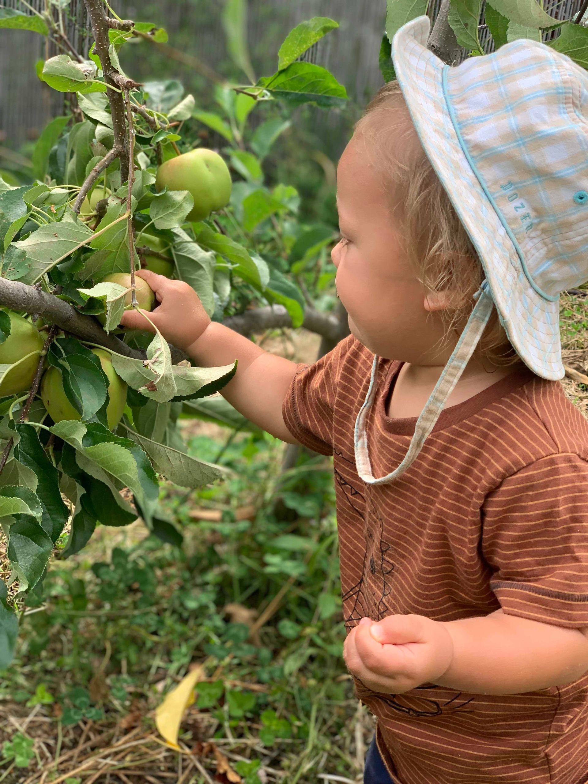 A Boy Picking Fruit — Macarthur, ACT — TeddyBears Childcare Centre