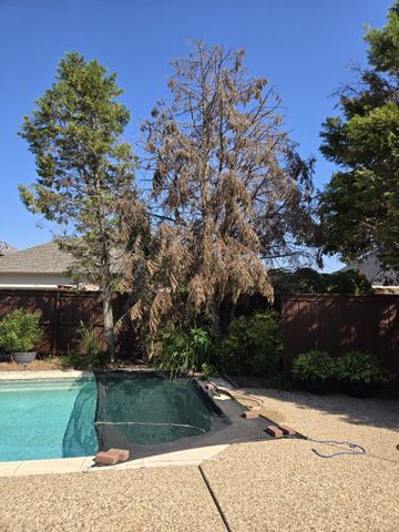 Backyard pool beside a brown tree with dry branches under a clear blue sky
