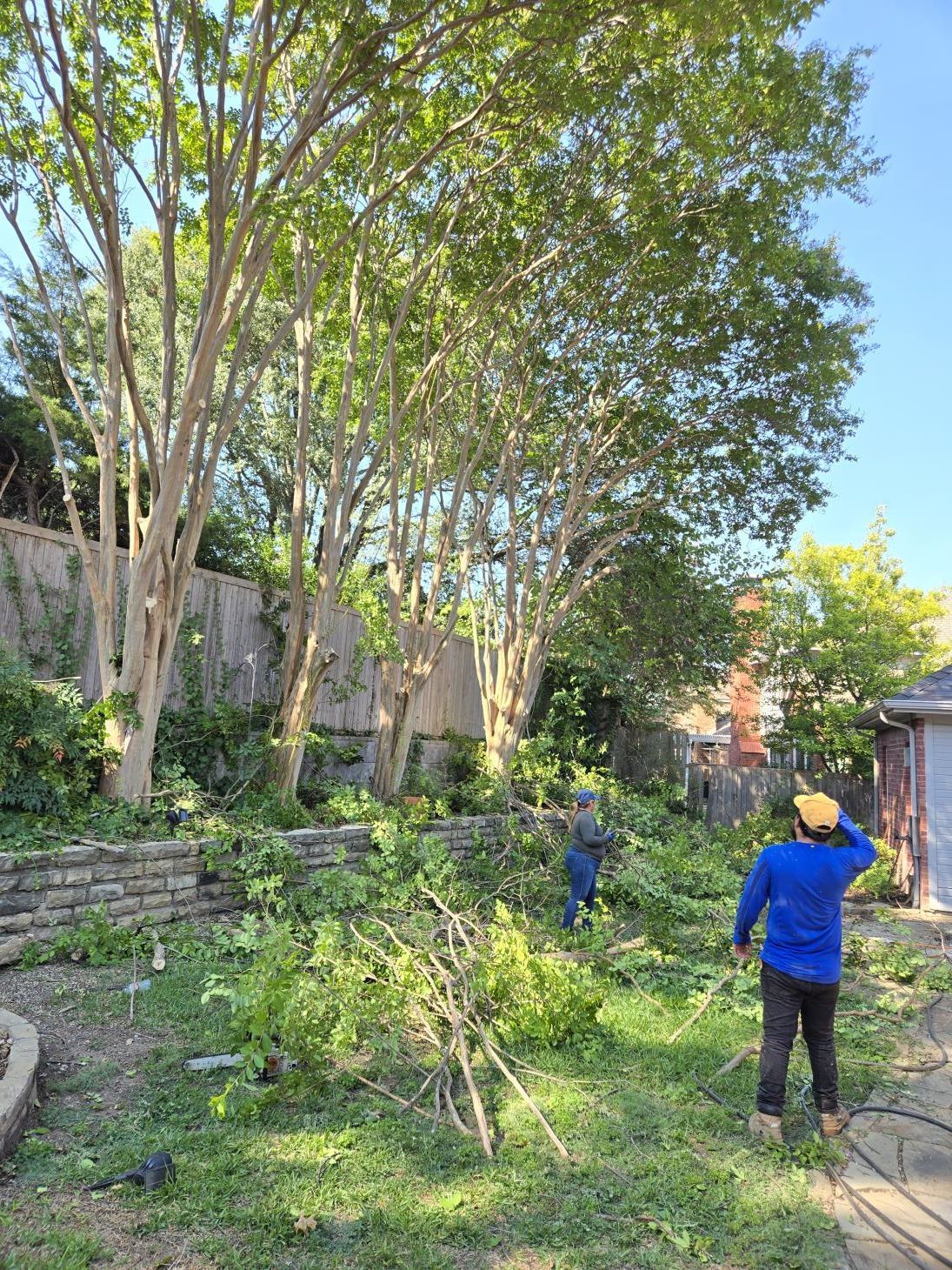 A large, spreading oak tree stands prominently in a residential neighborhood surrounded by palm trees and houses.