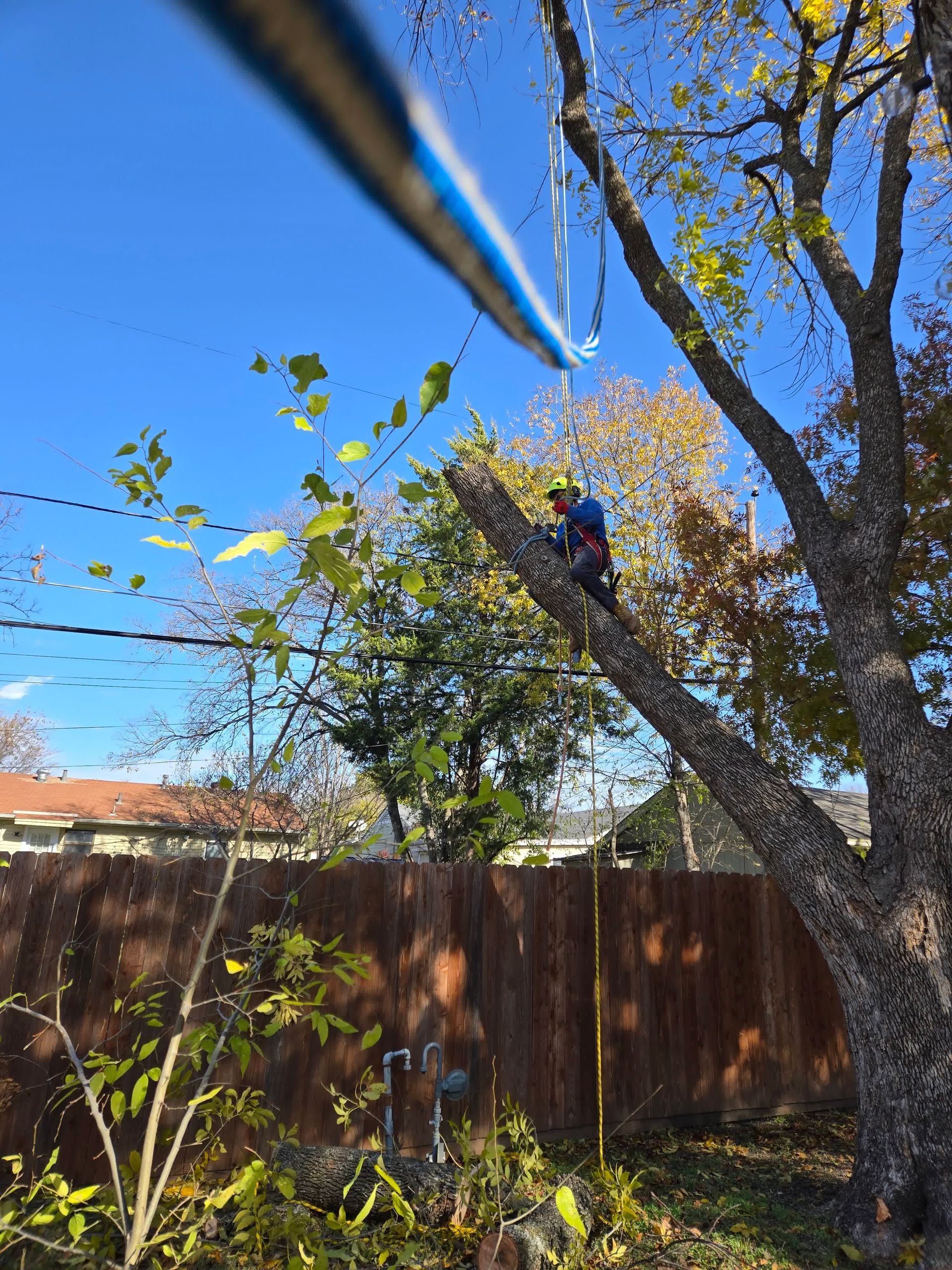 A large, spreading deciduous tree stands in a sunny suburban yard with palm trees and houses in the background.