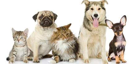 Dogs and Cats - Pet daycare in Lakewood, CO