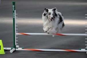 Dog Jumping - Dog agility training in Lakewood CO
