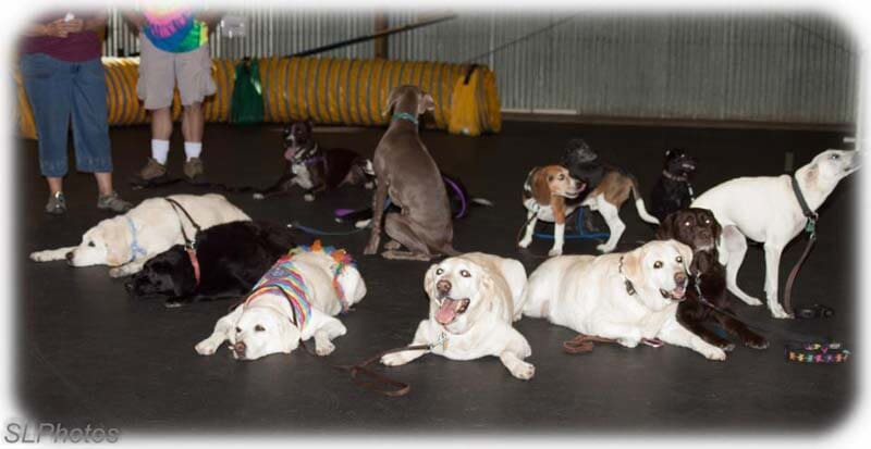 Dog Training - Dog obedience training in Lakewood CO