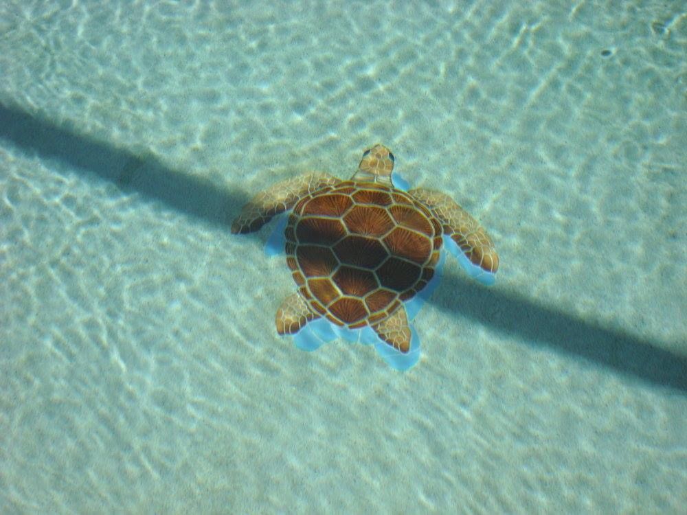 Sea turtle swimming in clear, sunlit water.