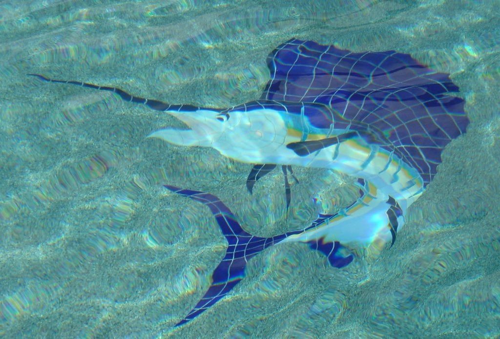 Sailfish swimming in clear blue water, fins and sail visible.