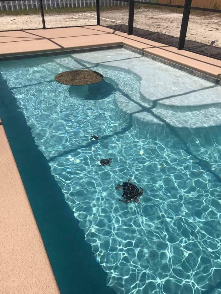 Pool with clear blue water; a turtle swims near the surface. Beige concrete surrounds the pool.