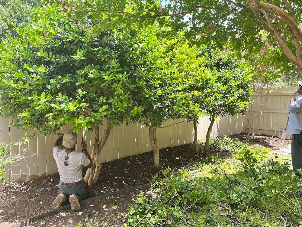 Man pruning three small trees near a white fence; green foliage, sunlight.