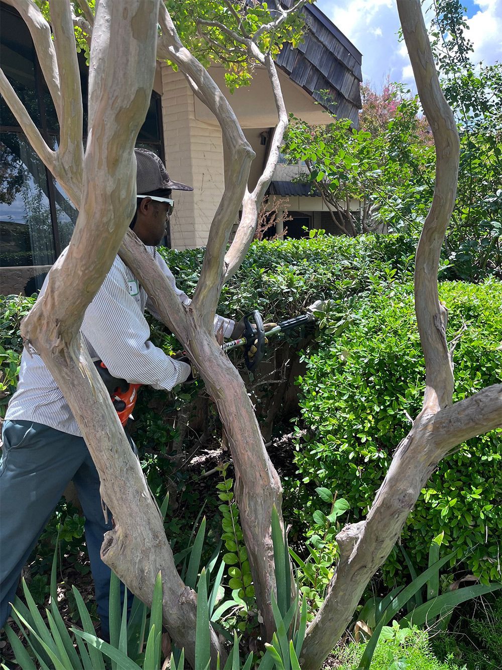 Man using hedge trimmers on a bush. Gray and tan tree limbs in foreground. Green bushes and building in background.