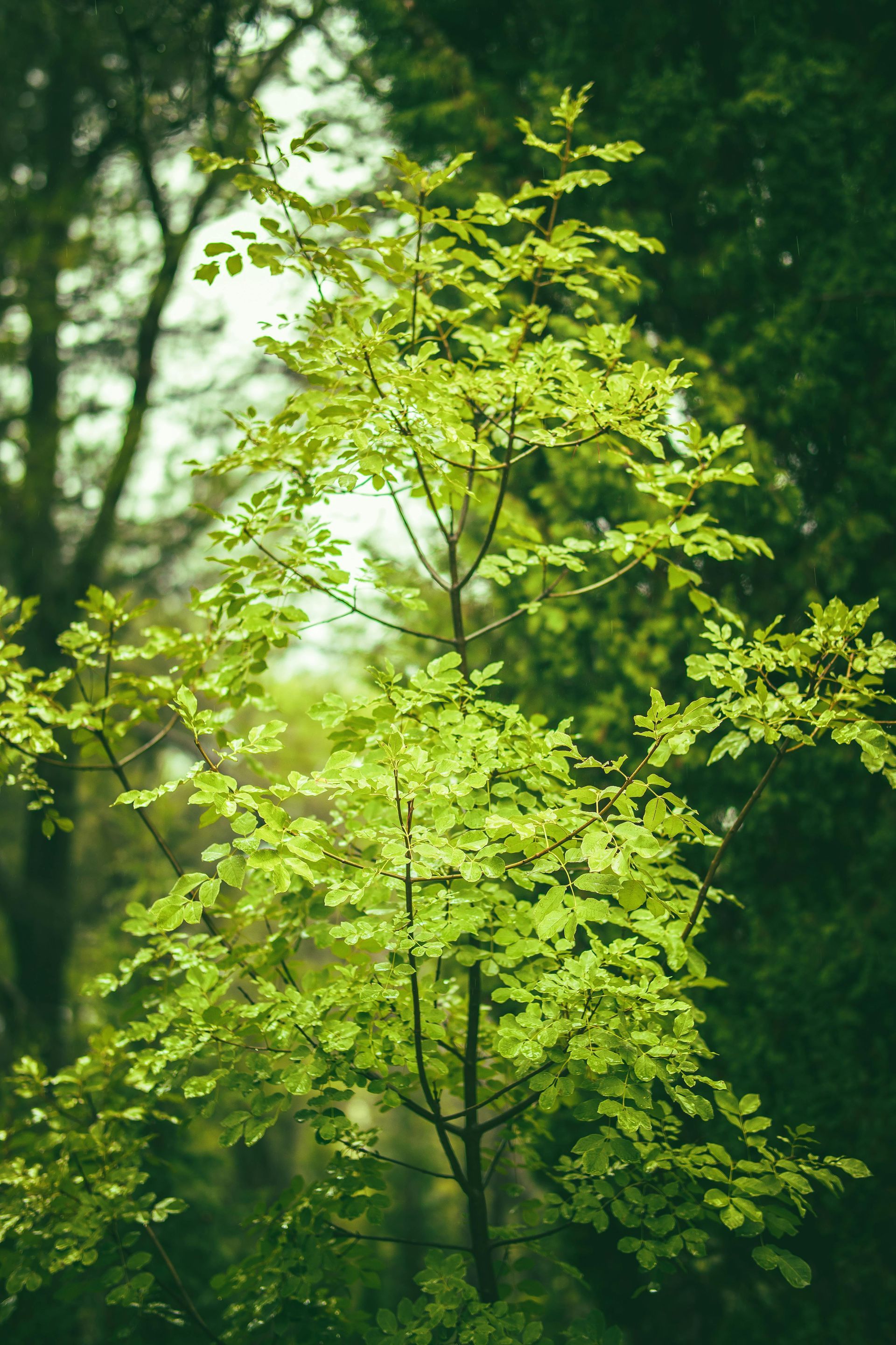 A tree with lots of green leaves is in the middle of a forest.