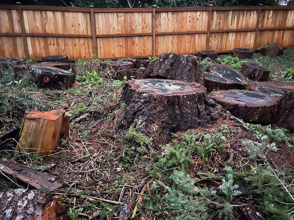 A pile of tree stumps in a yard with a wooden fence in the background.