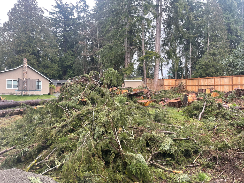 A pile of fallen trees in a yard with a house in the background.