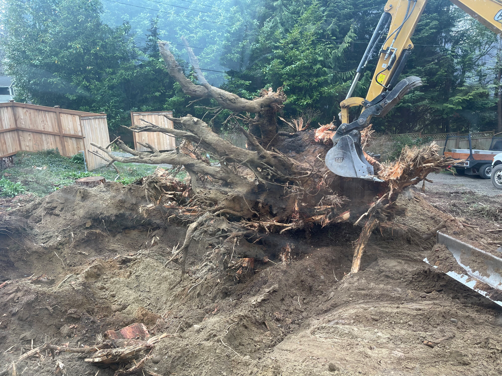 A large tree stump is being removed by a bulldozer.