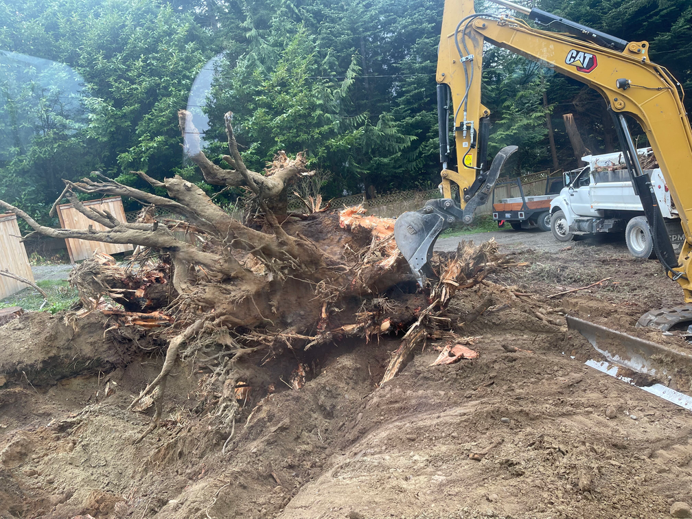 A large tree stump is being removed by an excavator.