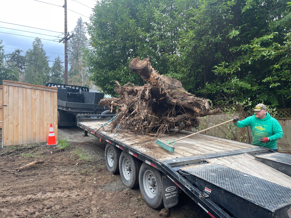 A man is standing next to a large tree stump on a trailer.