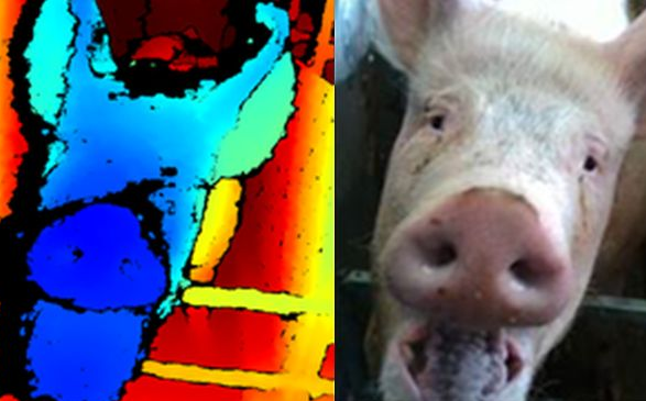 Facial recognition pigs
