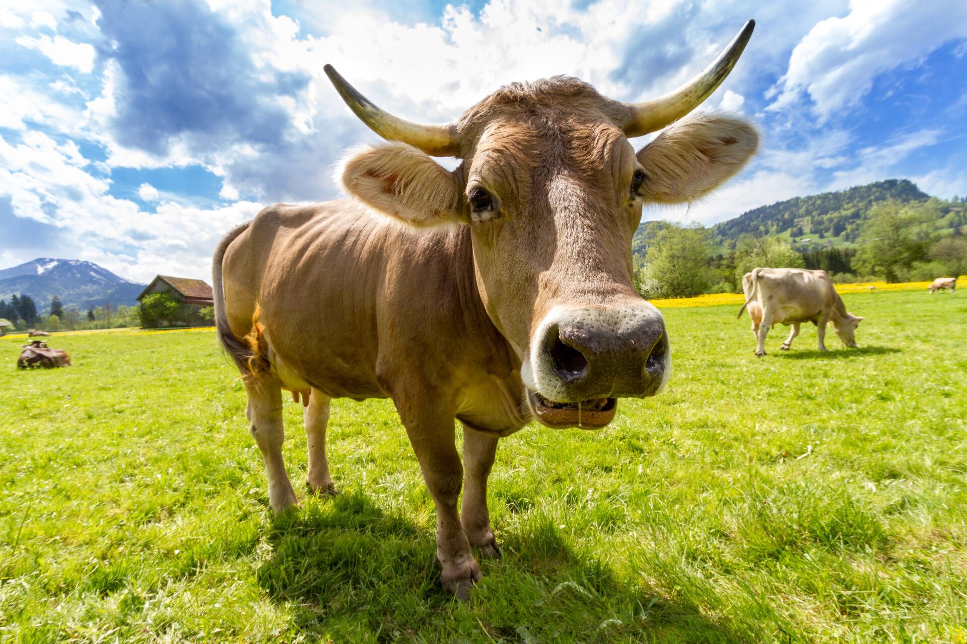 Image of a Brown Cow - image by Pixbay