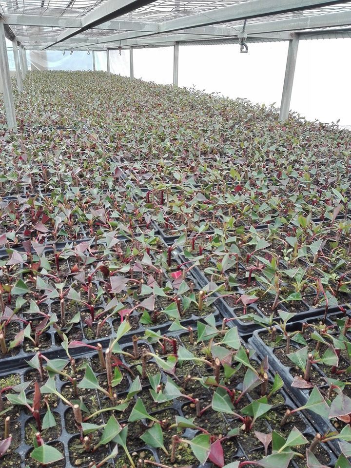 Produzione Talee vivaio