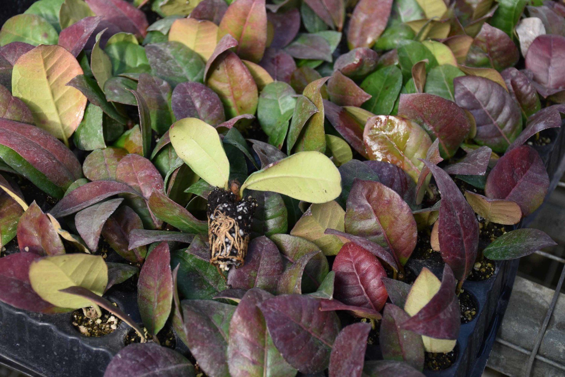 Talea Prunus laurocerasus