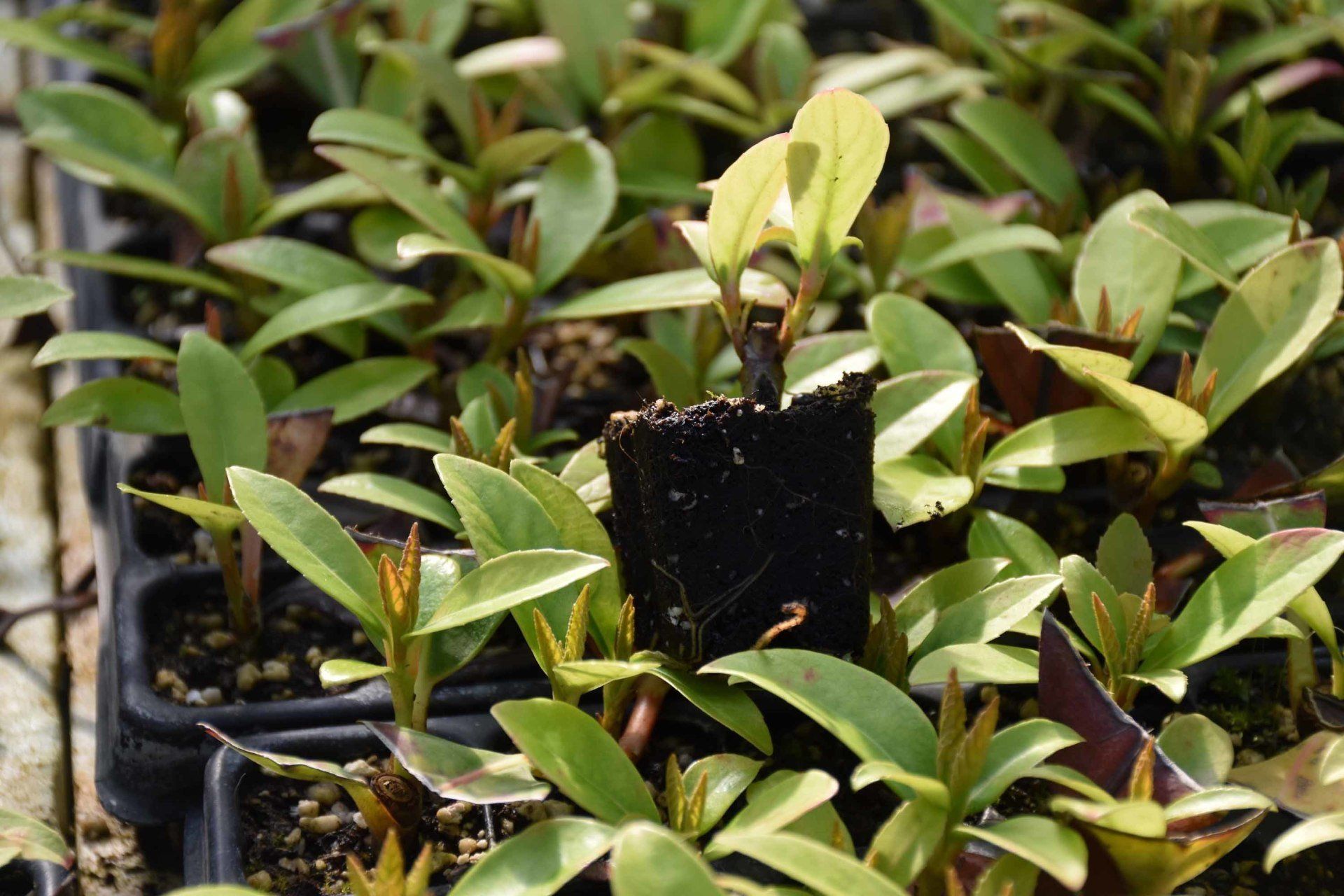 Talee per siepi in bosso comune