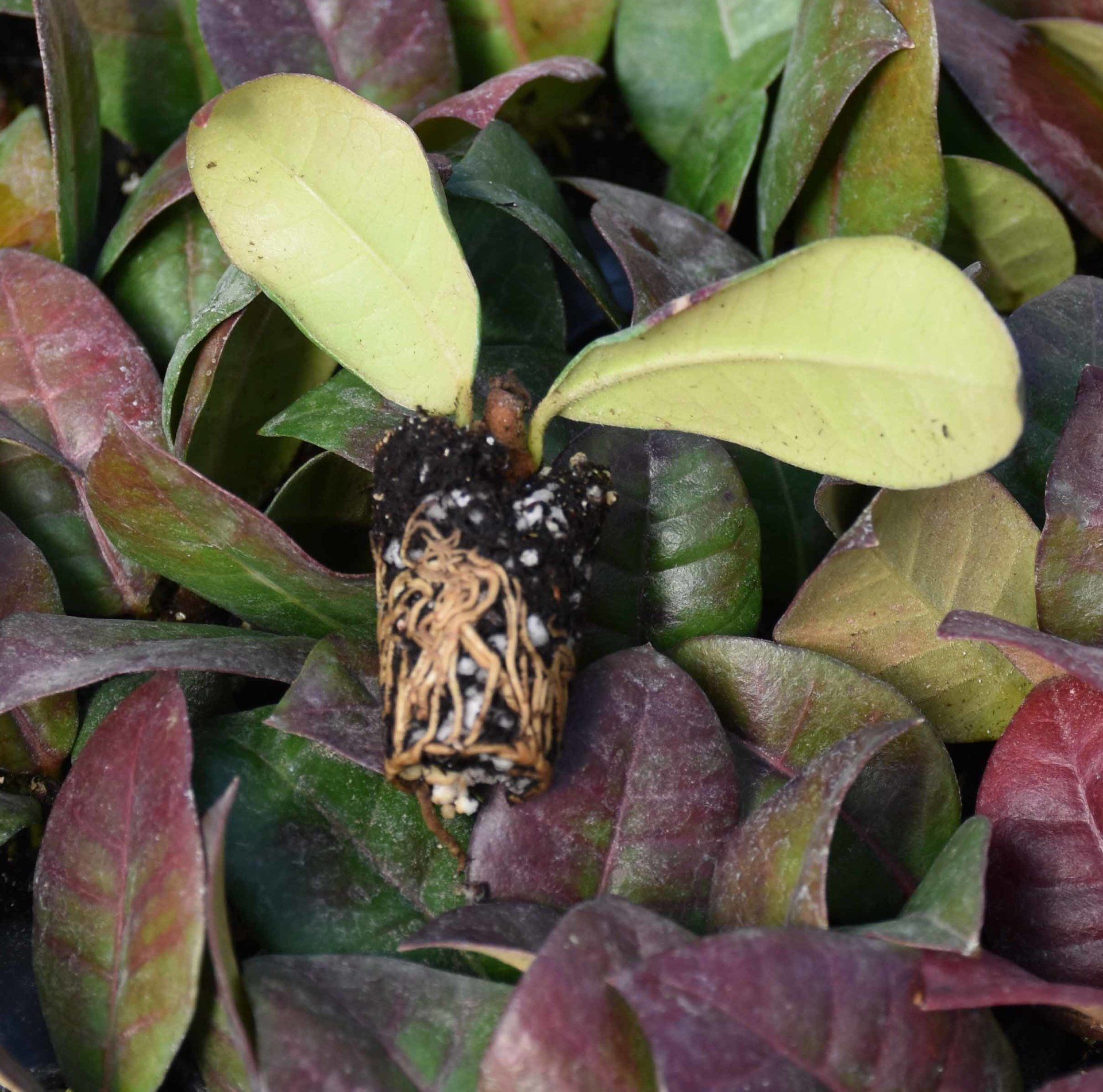 Talea Prunus laurocerasus