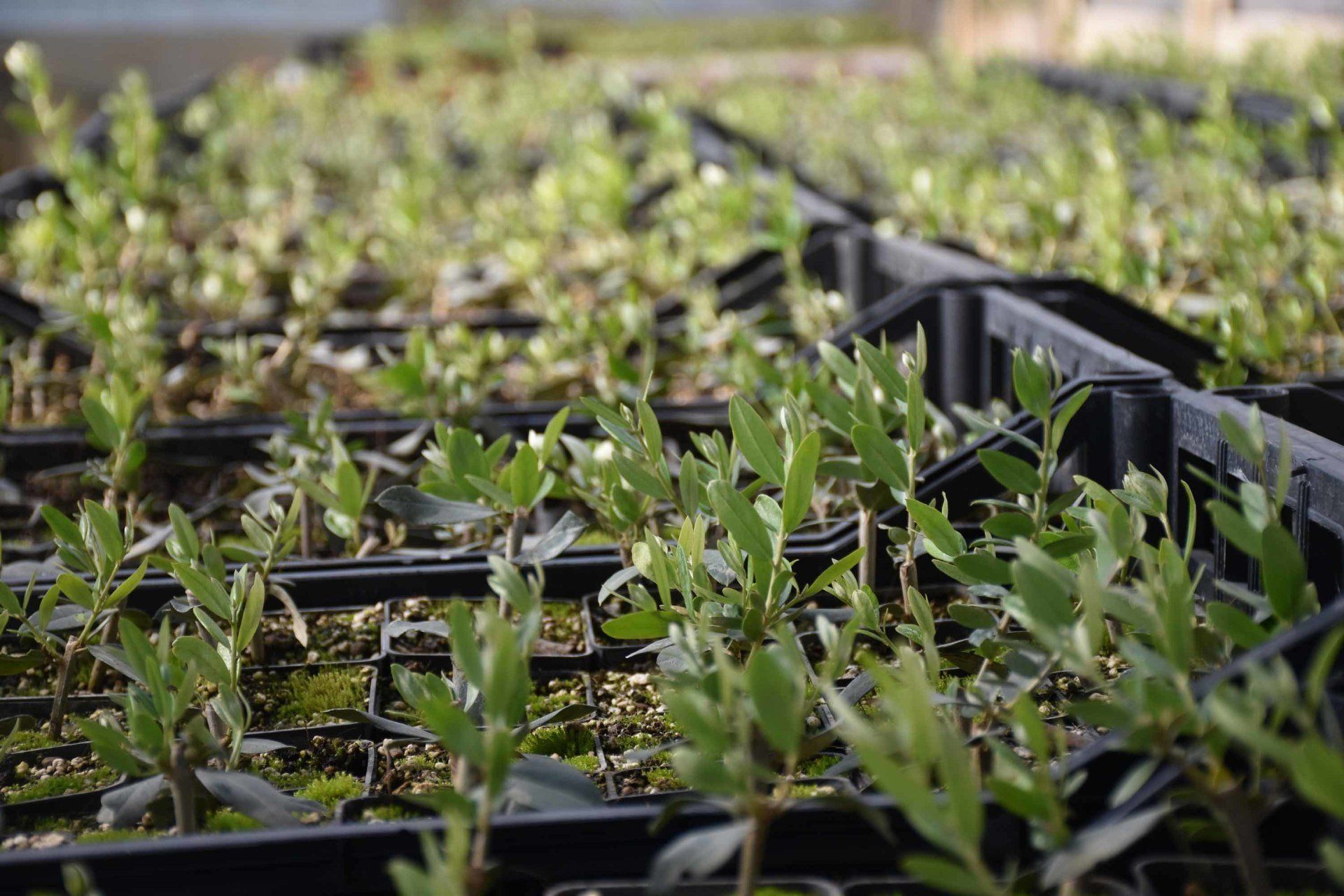 Produzione talea bosso