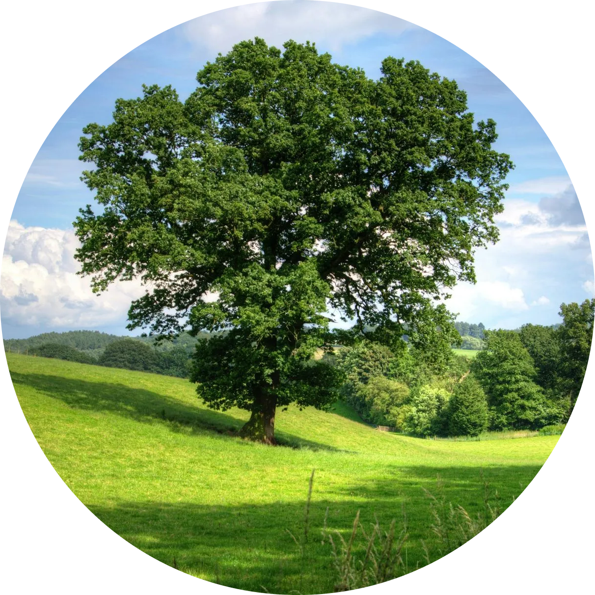 A tree in the middle of a grassy field