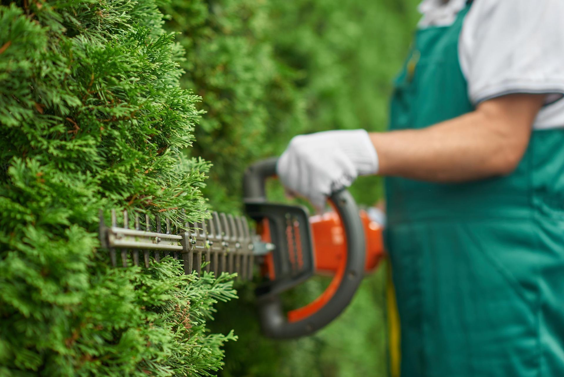 Person in green overalls using hedge trimmer on a tall green hedge.