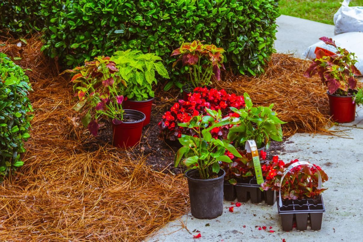 Potted plants and seedlings on a mulched bed. 