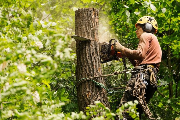 Arborist using a chainsaw to cut a tree trunk; wearing safety gear, set in a forest.