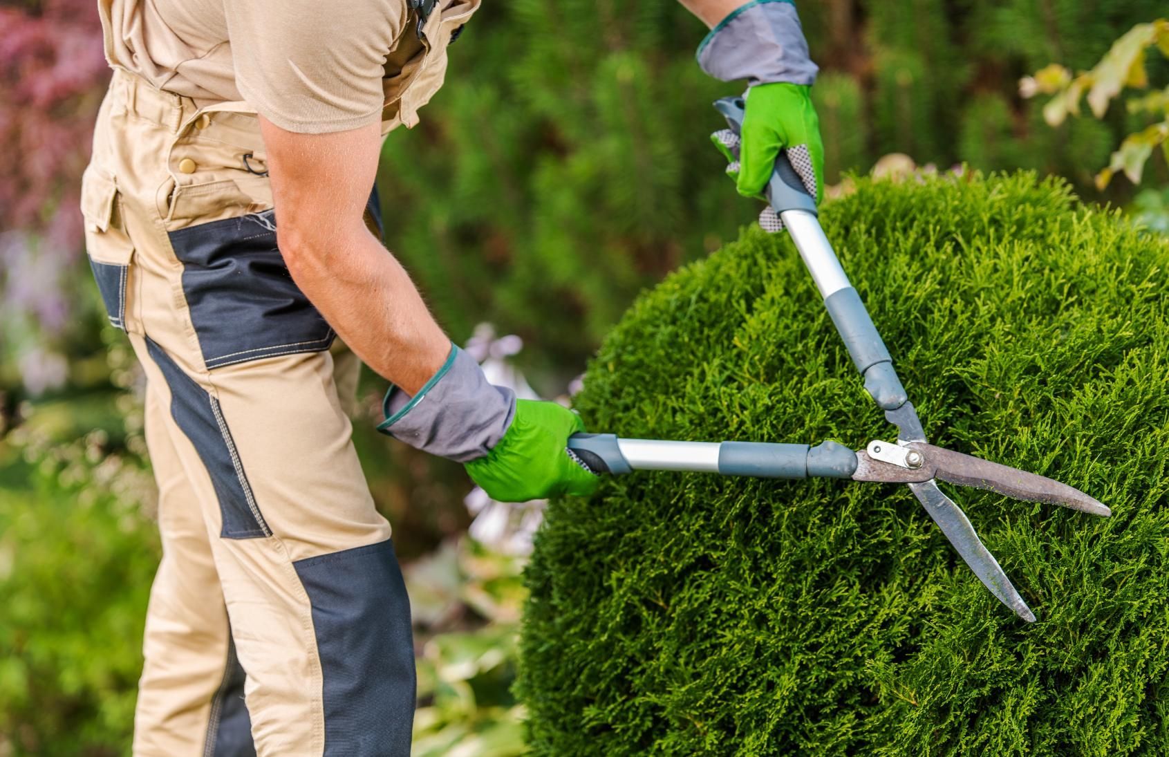 Gardener trimming a round green bush with large shears outdoors.