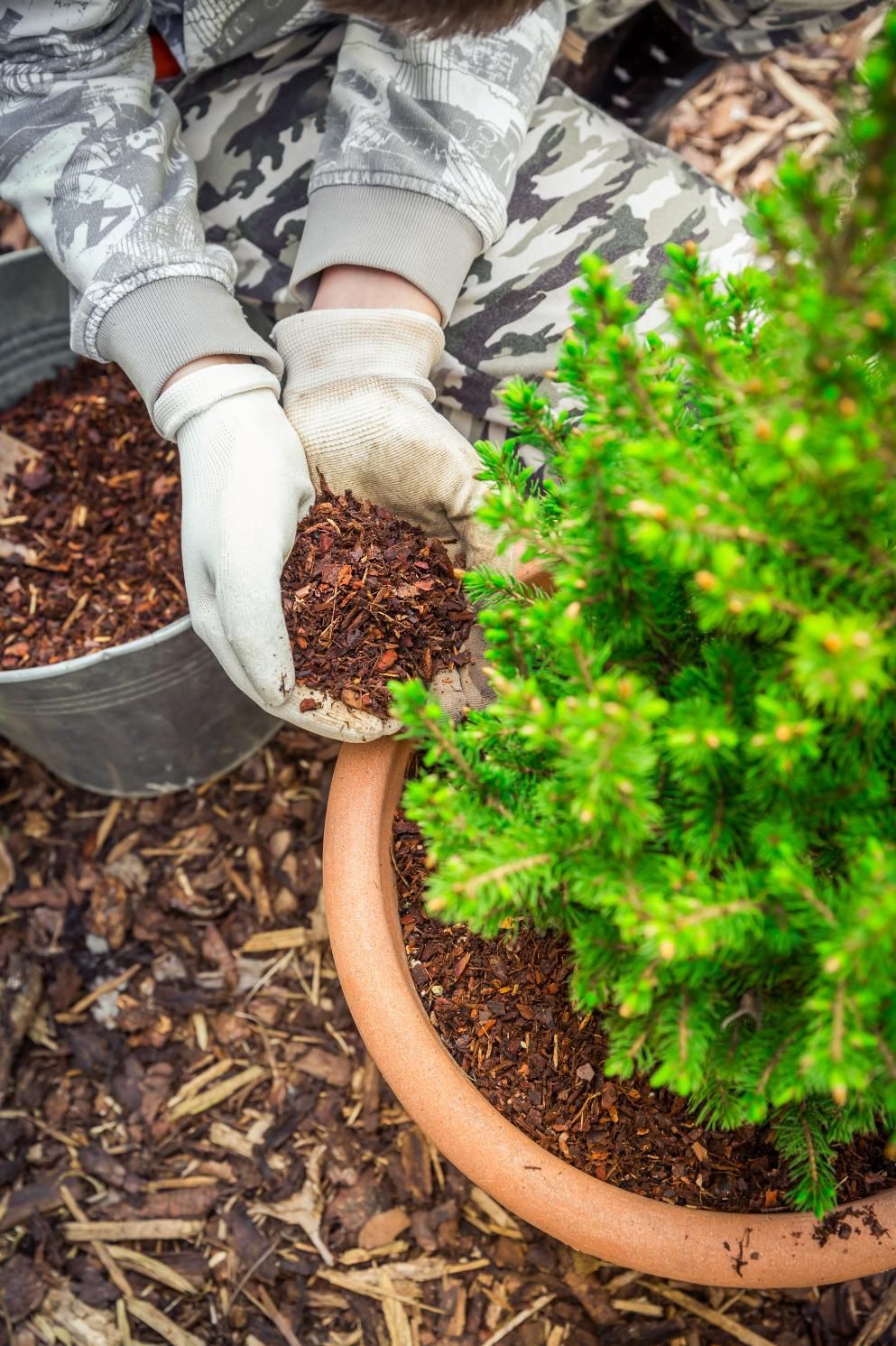 Person mulching around a small evergreen tree in a terracotta pot with wood chips, wearing gloves and camouflage.